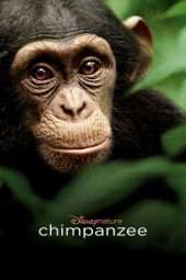 Nonton Film Chimpanzee (2012) Sub Indo