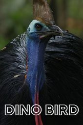 Nonton Film Dino Bird 2017 JF Sub Indo