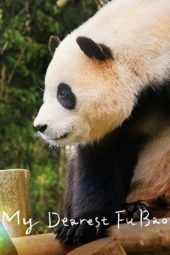 Nonton Film My Dearest Fu Bao 2024 JF Sub Indo