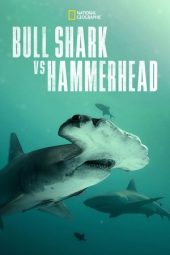 Nonton Film Bull Shark vs. Hammerhead 2023 JF Sub Indo